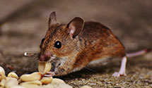 24 Hour & Emergency Exterminators in Kewanna, IN